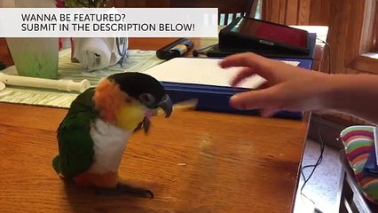 Funniest Pet Clips, Bloopers & Moments Caught On Tape 2017 | Funny Pet Videos