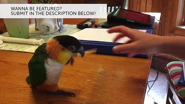 Funniest Pet Clips, Bloopers & Moments Caught On Tape 2017 | Funny Pet Videos