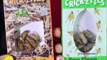 Cricket Challenge!! With Mommy Gross | B2cutecupcakes