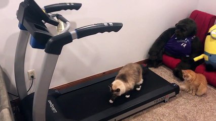 ¿Y por qué no puede un gato usar la cinta de correr?