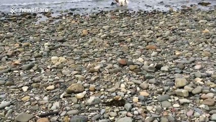 Dog helps saves dolphin on Welsh beach