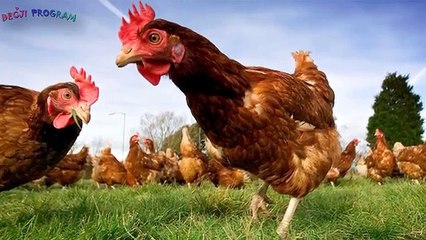 Zvuci domacih zivotinja