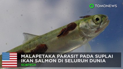 Download Video: Wabah kutu laut, menginfeksi persediaan ikan salmon di seluruh dunia - TomoNews