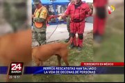 México: perros rescatistas continúan salvando la vida de decenas de personas