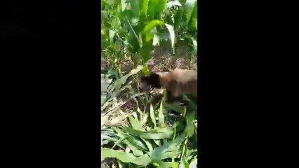 Ce fermier laisse ses chiens faire la récolte du mais !
