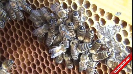 Vanlı kadınlardan başarı.