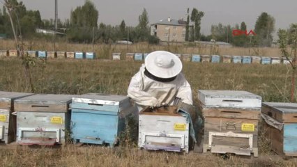 Vanlı Kadın Arıcılar Bal Hasadını Yaptı