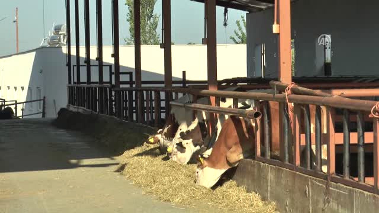 Girişimci Kadınlar - Çocuklarının Süt İhtiyacı...
