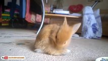 New Cute Bunny Compilation new - Funny Bunnies Videos