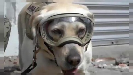 Φρίντα, ο σκύλος που σώζει ζωές