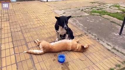 Chú chó trung thành nhất quyết túc trực suốt đêm bên cạnh “bạn thân” đã chết sau tai nạn