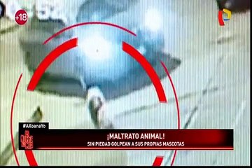 Maltrato animal: cuando las agresiones provienen de sus propios amos