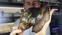 Le plus gros escargot que vous verrez dans votre vie