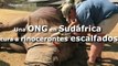 ONG en Sudáfrica cura a rinocerontes cuyos cuernos fueron arrancados