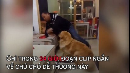 "Yêu quái chó" chăm chủ say rượu chu đáo hơn cả vợ