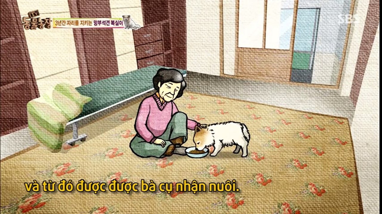 Chú chó 3 năm đứng cửa ngóng chờ người chủ đã bỏ rơi mình