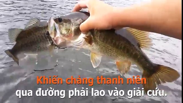 Trớ trêu hài hước thanh niên giải cứu cặp đôi cá lâm vào tình huống khó xử