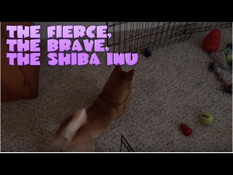 Shiba Inu Has Intense Standoff With Moving Toy