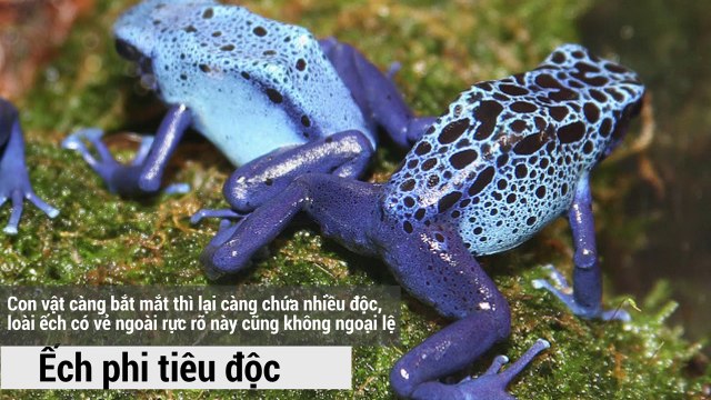 Rừng Amazon là nơi trú ngụ của những quái vật đáng sợ