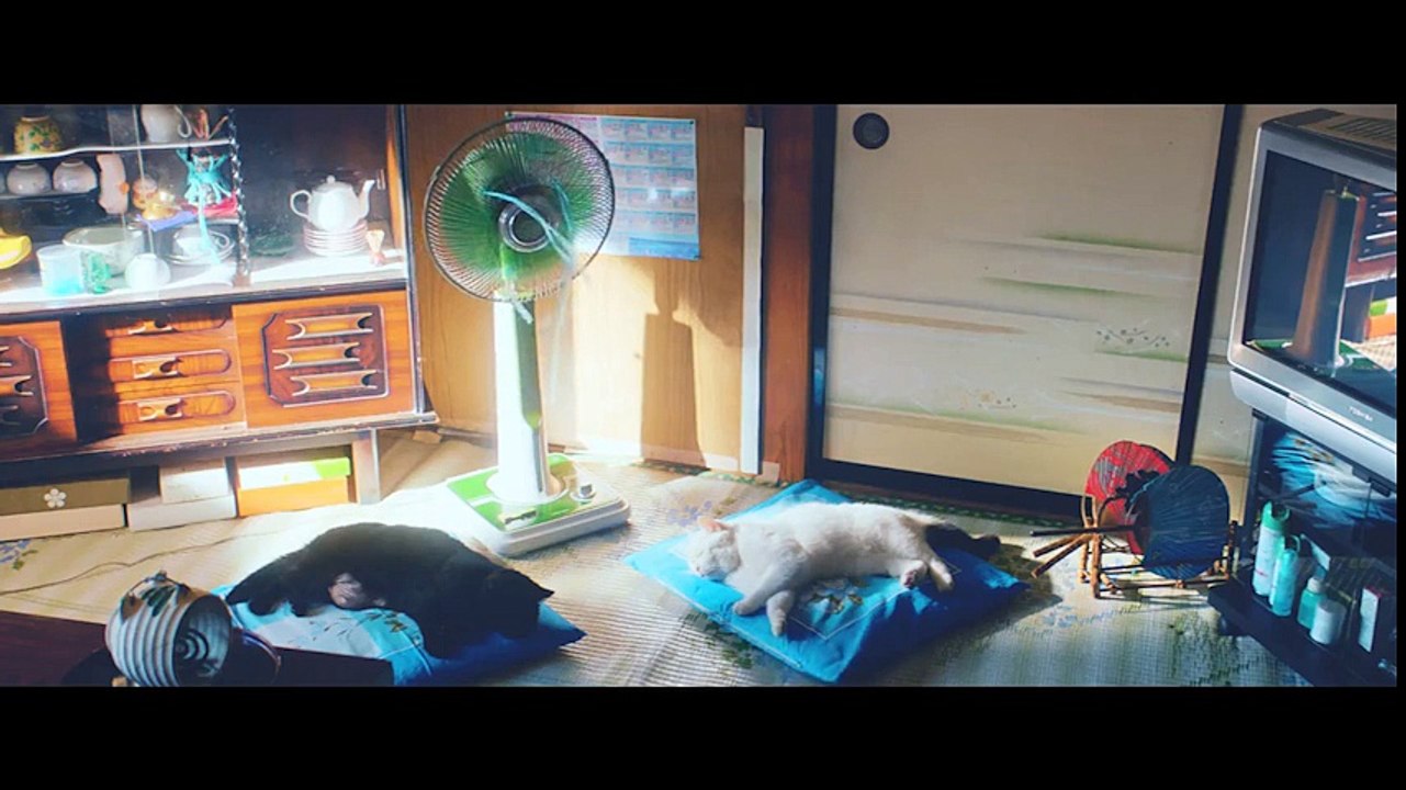 Ai cũng phải học. Mèo cũng phải học.