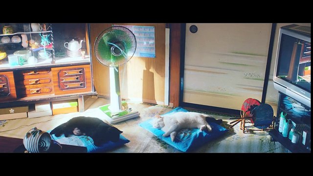 Ai cũng phải học. Mèo cũng phải học.