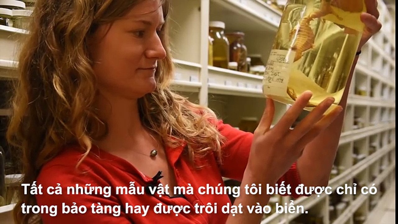 Thêm một loài rồng biển hồng ngọc mới được phát hiện