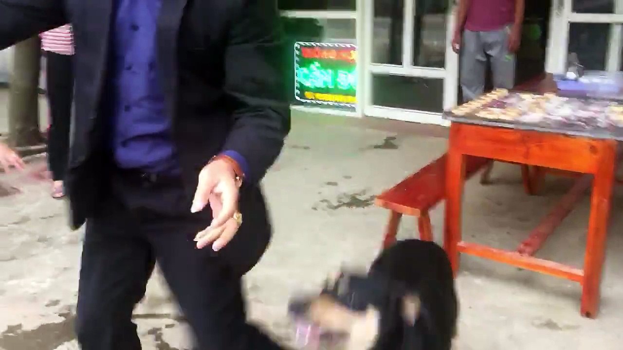 Chó không chỉ là vật nuôi mà còn là người bạn trung thành nhất