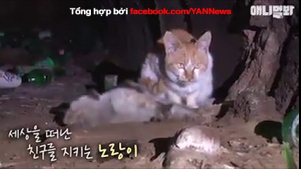 Chú mèo nhất định không rời xa bạn đời đã chết