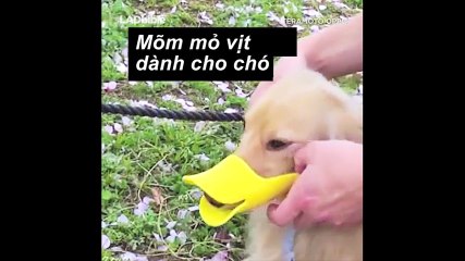 Mõm mỏ vịt dành cho chó
