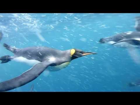 Diver Captures Amazing Swim With King Penguins
