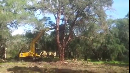 những cái cây khiến người chặt khiếp sợ