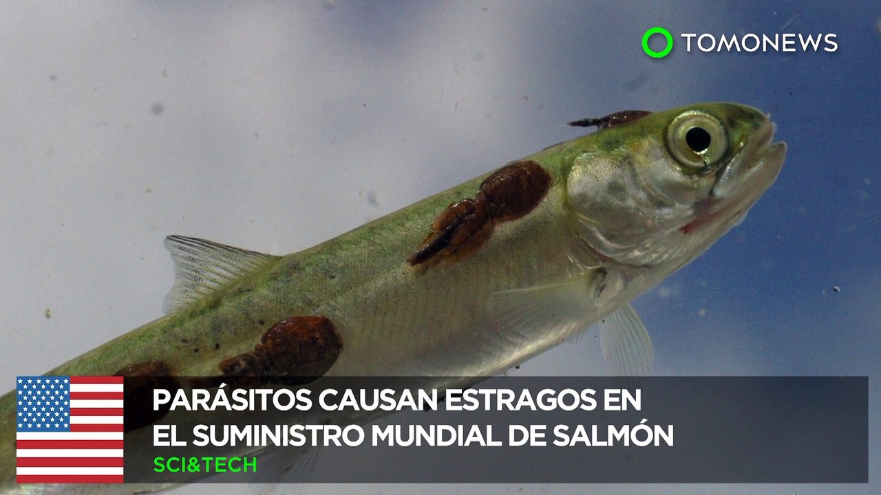 Piojos marinos causan estragos en el cultivo mundial de salmón - TomoNews