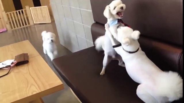 Cười đau bụng với chú chó làm trưởng ban hoà giải