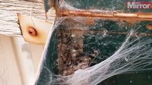 Mở hộp thư trong nhà, tìm thấy hàng trăm nhện con đang lúc nhúc làm tổ