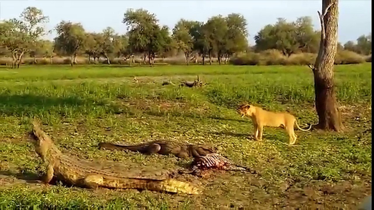 Những trận chiến khốc liệt của những loài vật