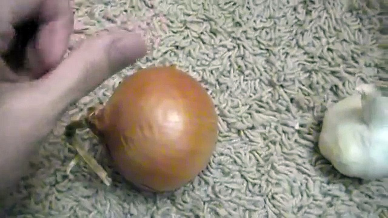 Ear ache? Grab an onion!