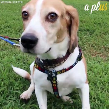 San Francisco Pet Stores Can Only Sell Rescue Or Shelter Animals