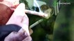 Exposición al humo: Humo de tercera mano causa daño en el hígado y cerebro de ratas - TomoNews