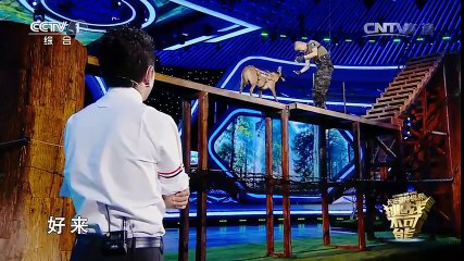 Chú chó giữ thăng bằng