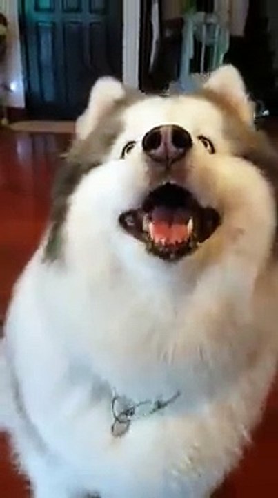 Dân mạng đang truy lùng danh tính của chú chó husky đã hói lại còn chân ngắn siêu đáng yêu