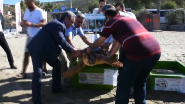 Aydın Kuşadası Tedavi Edilen 3 Caretta Caretta Denizle Buluştu