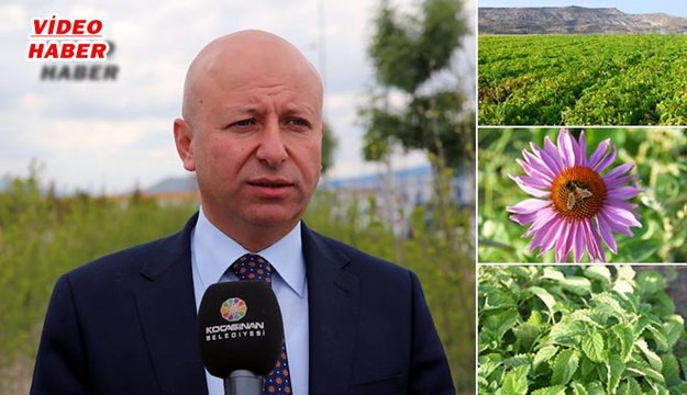 (22 Eylül 2017) KOCASİNAN’DA TIBBi VE AROMATİK BİTKİLER ÜRÜN VERMEYE BAŞLADI