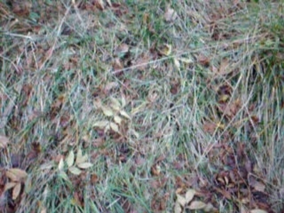 promenons nous dans les bois 2