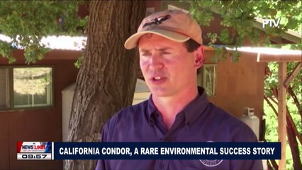 GLOBAL NEWS: California Condor, a rare environmental success story