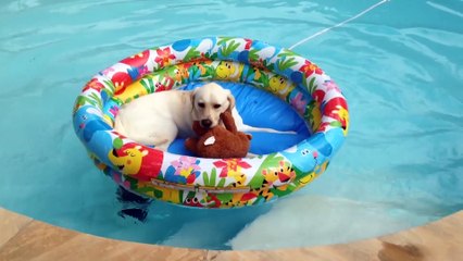 La Compile so cute des chiens qui aiment l'eau !