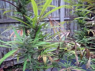 plants during Jose #1