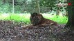 Le plus vieux tigre de Sumatra fête ses 24 ans au Parc des félins