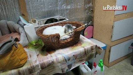 Montereau : venez adopter un chat des rues