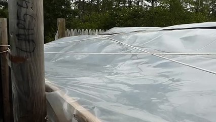 Plants during Jose #2