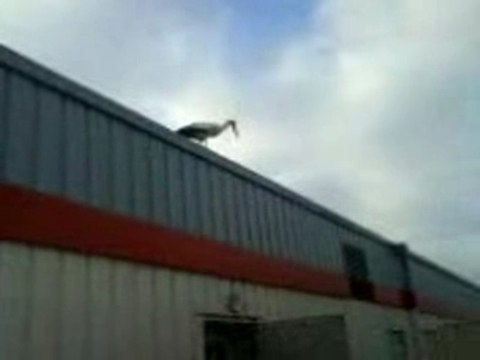 la cigogne de ferrières en bray